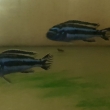 6. Melanochromis maingano /B