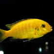 4. Labidochromis caeruleus sp. yellow