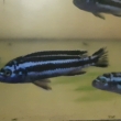 6. Melanochromis maingano /A
